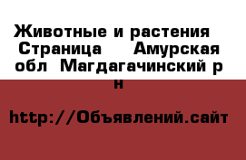  Животные и растения - Страница 3 . Амурская обл.,Магдагачинский р-н